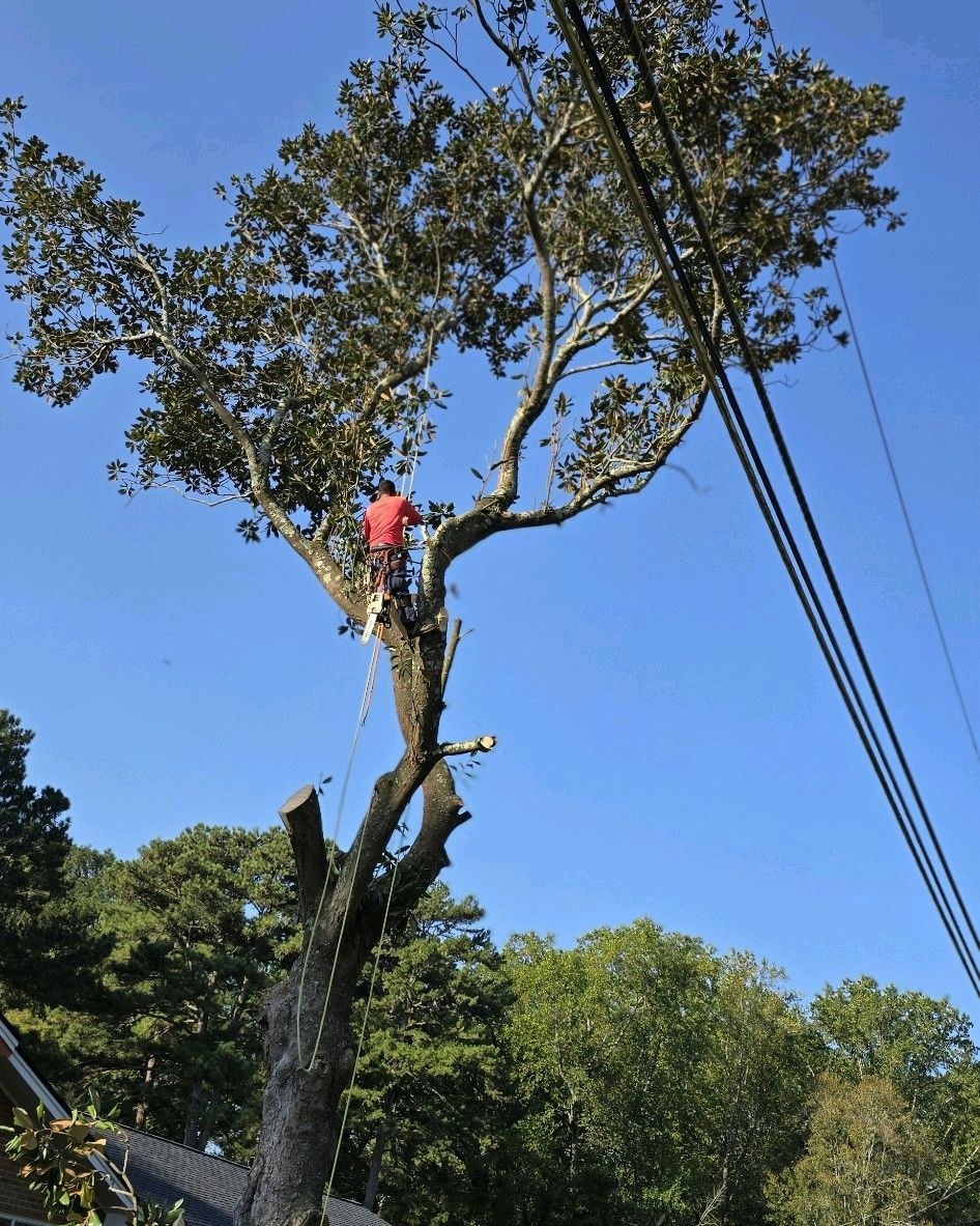 One+Source+Tree+Service+ +iamges+%2829%29 1920w