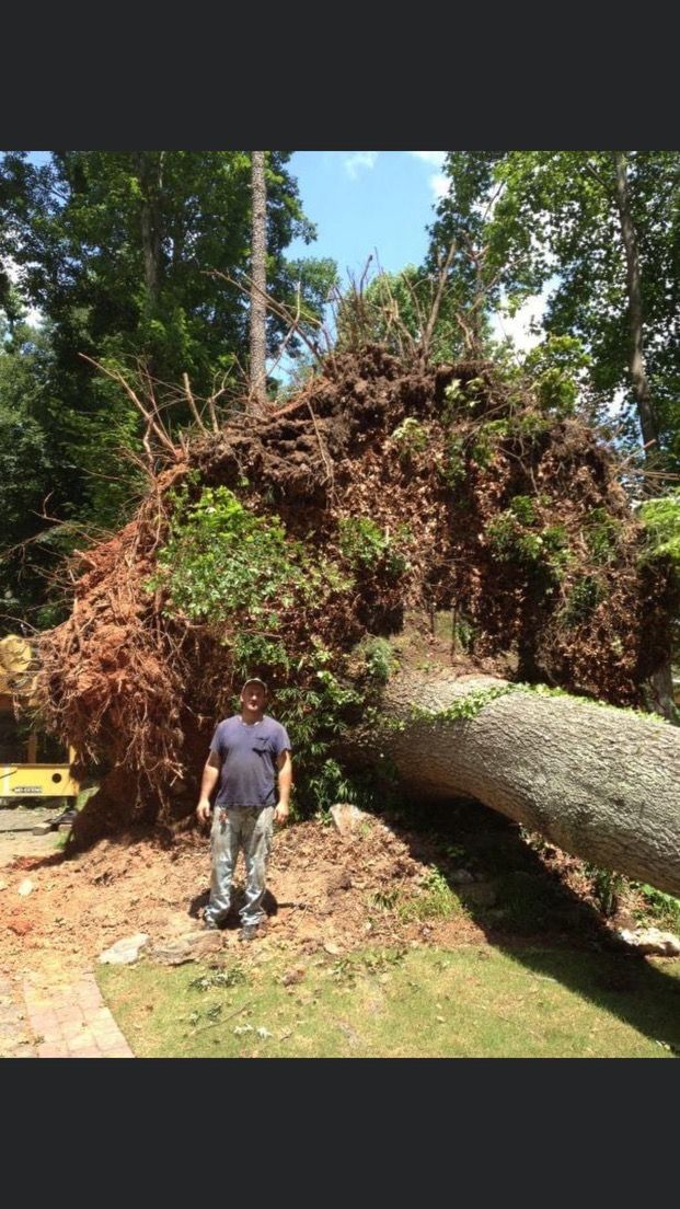 Ryan tree service inc gallery 1920w