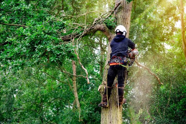 Jays Trees and Gutters LLC tree service work