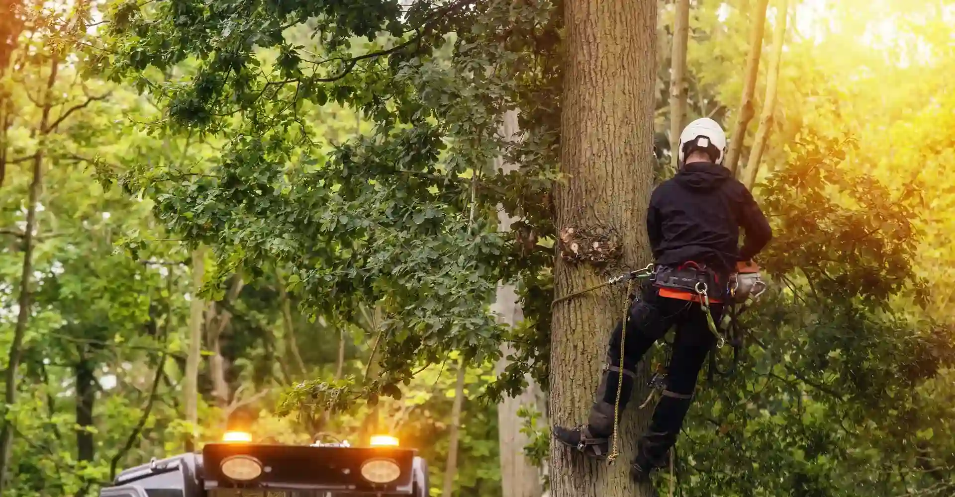 Jays Trees and Gutters LLC tree service work