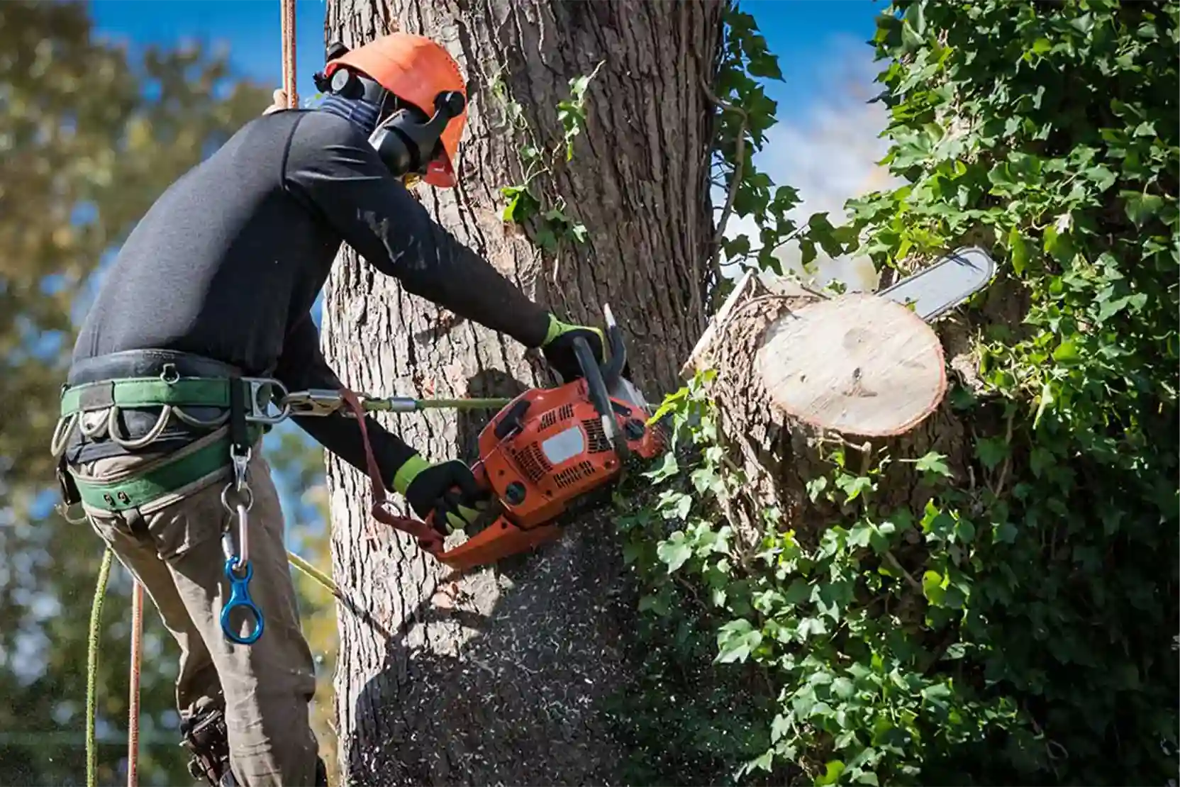 Jays Trees and Gutters LLC tree service work
