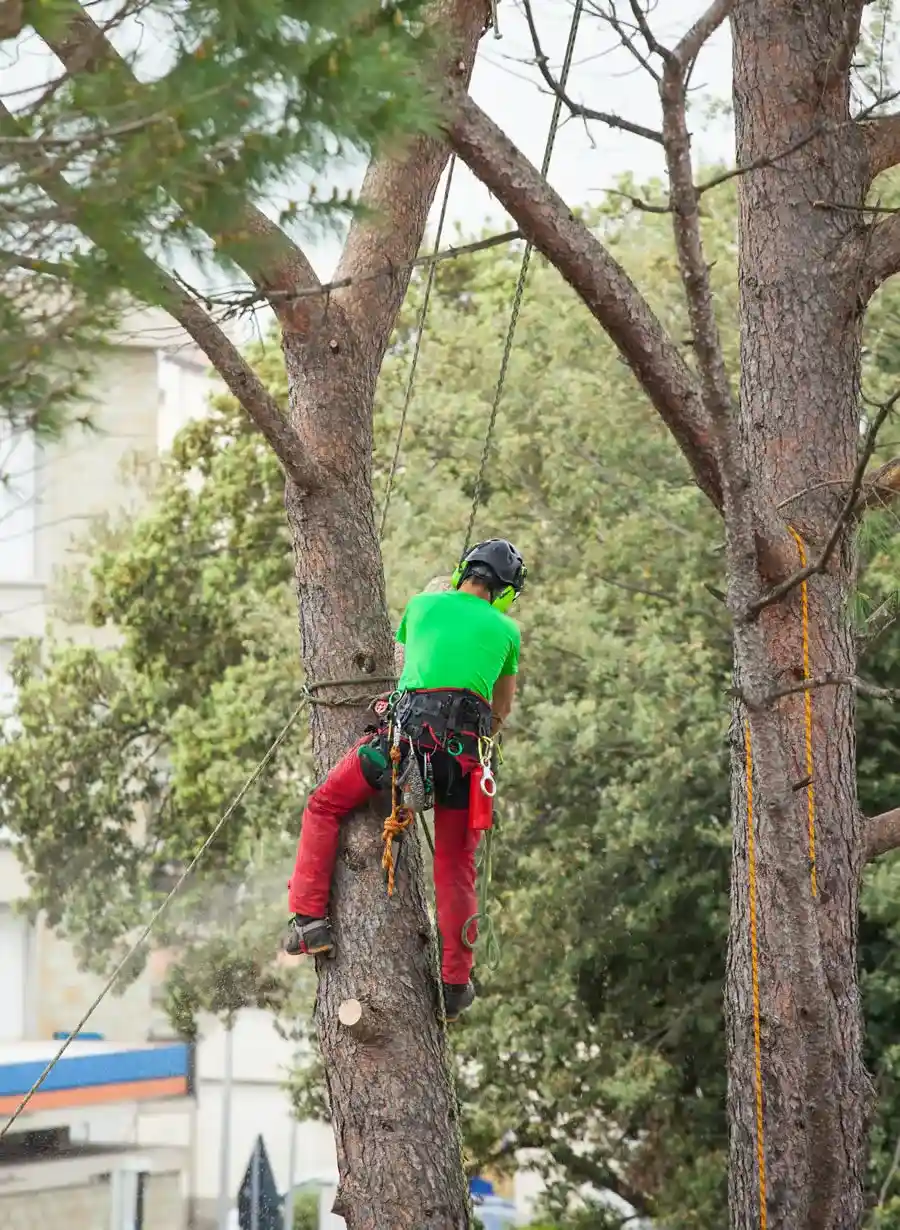 Jays Trees and Gutters LLC tree service work