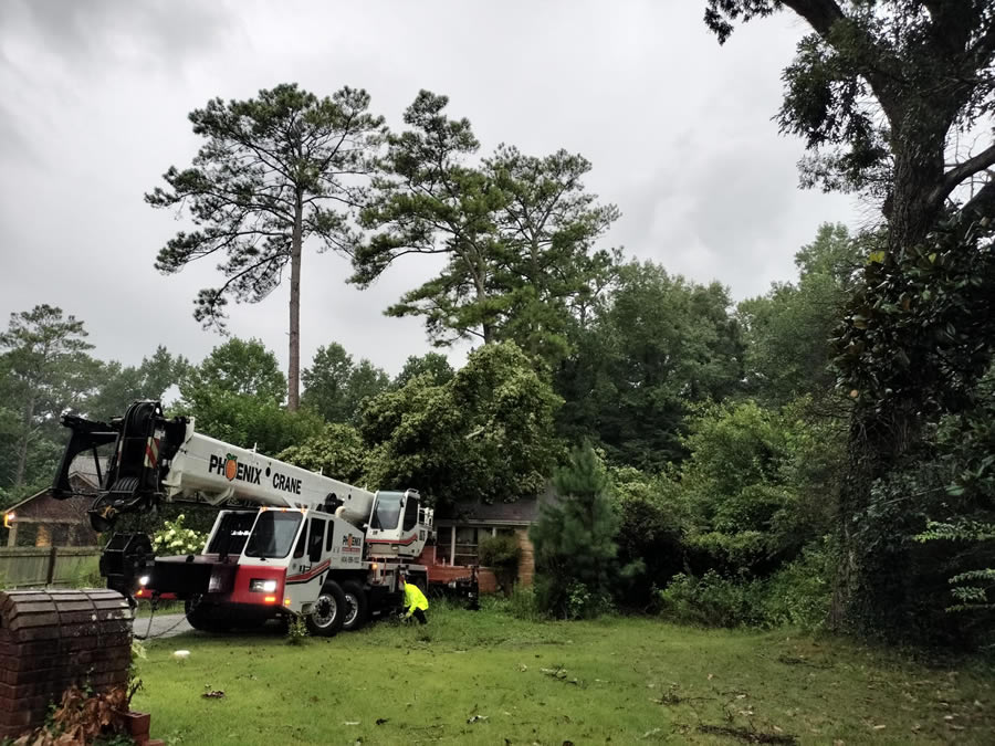 Jays Trees and Gutters LLC tree service work
