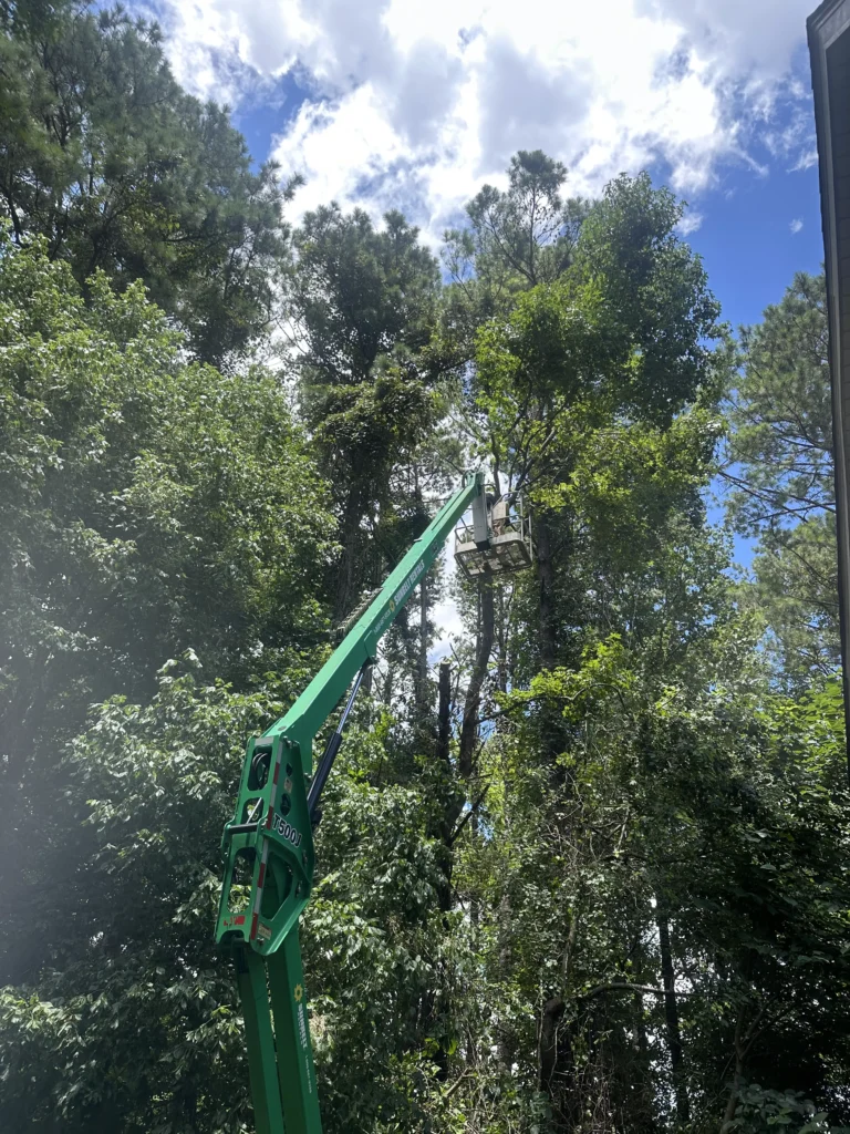 Fayette Tree tree service work