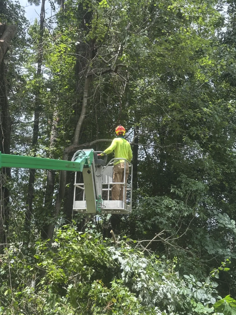 Photo of Fayette Tree