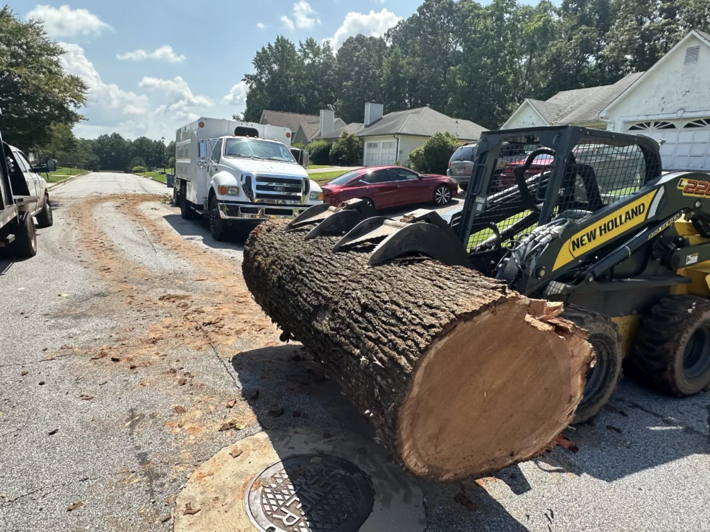 Fayette Tree tree service work