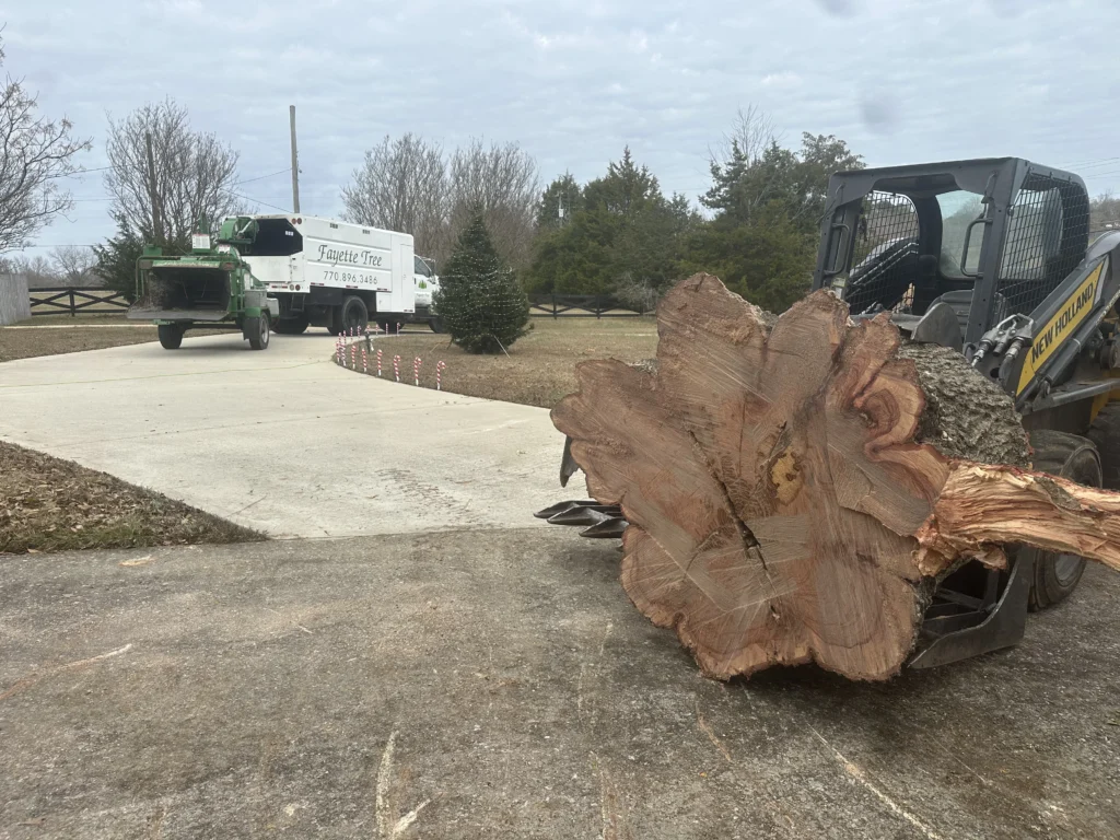 Fayette Tree tree service work