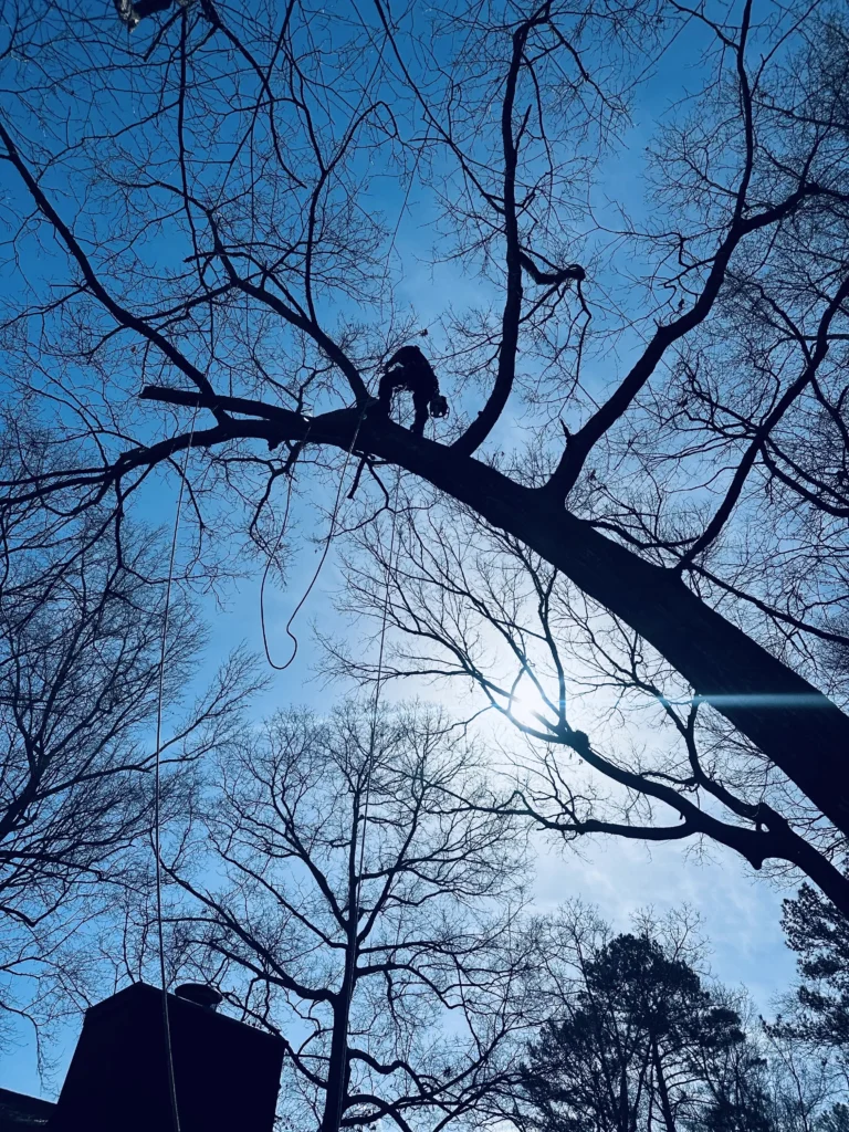 Fayette Tree tree service work