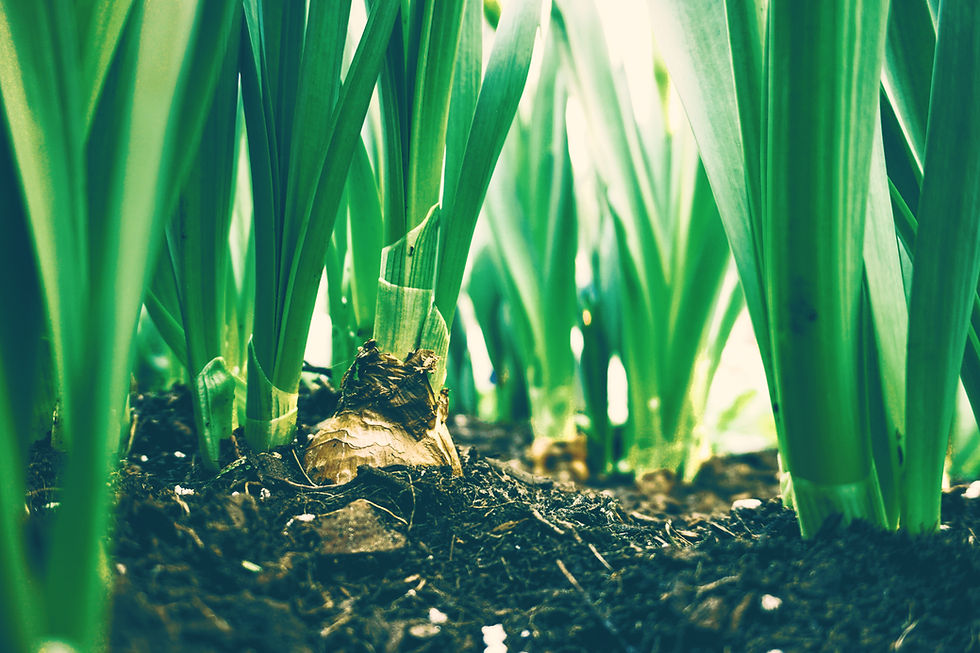 Photo of Mixon Landscaping