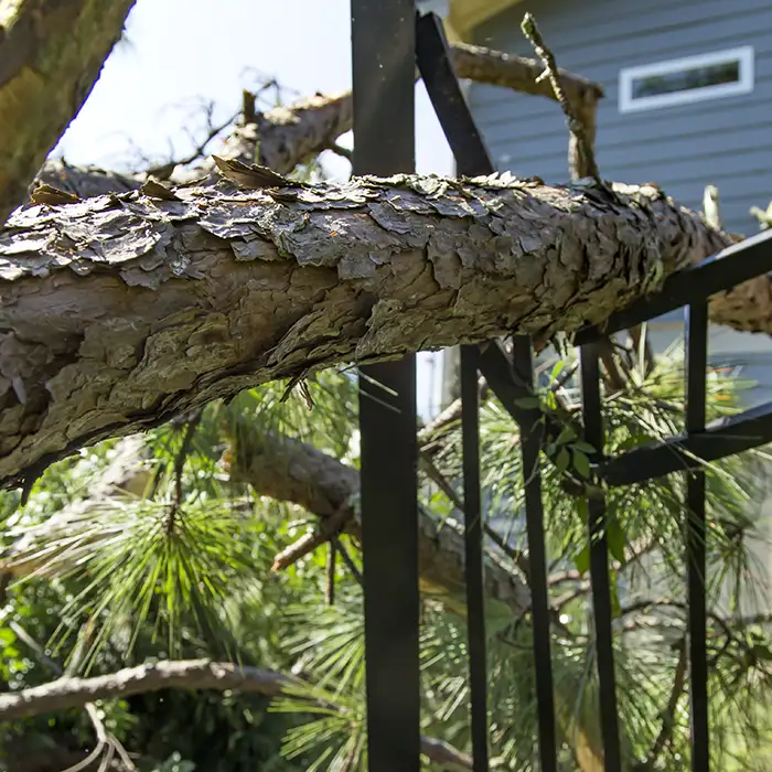 Jr Rodriguez Tree service LLC tree service work