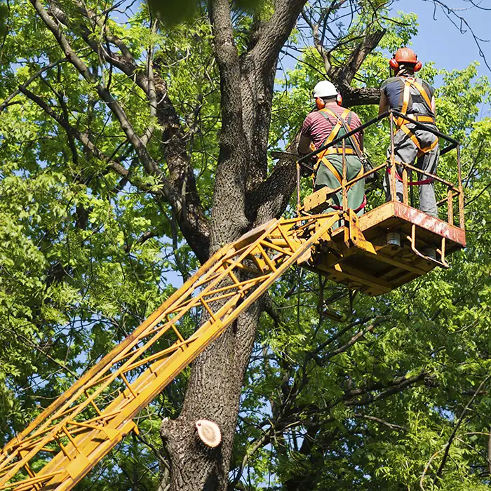 Jr Rodriguez Tree service LLC tree service work