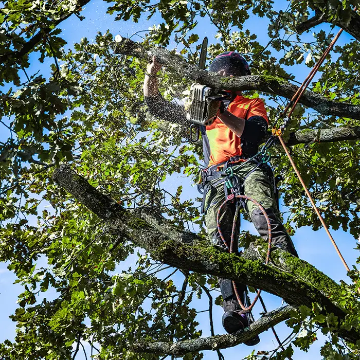Jr Rodriguez Tree service LLC tree service work