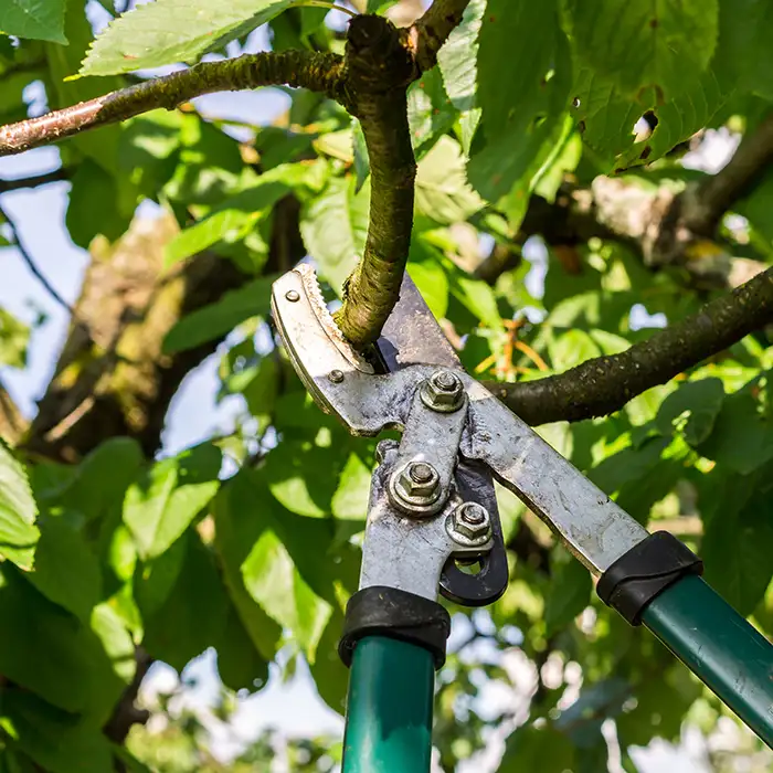 Jr Rodriguez Tree service LLC tree service work