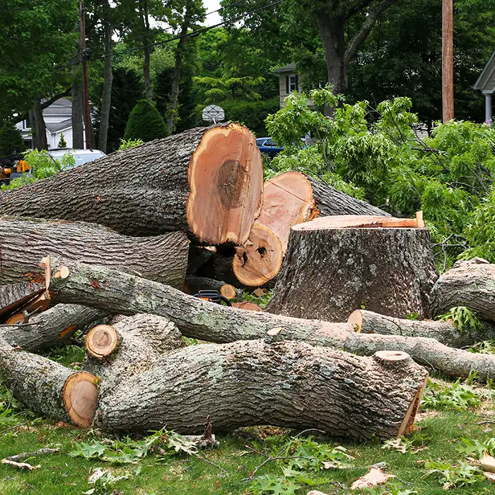 Jr Rodriguez Tree service LLC tree service work