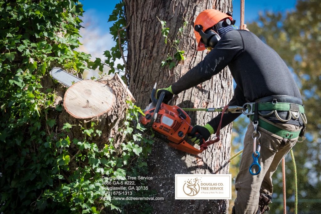 Photo of Douglas County Tree Service