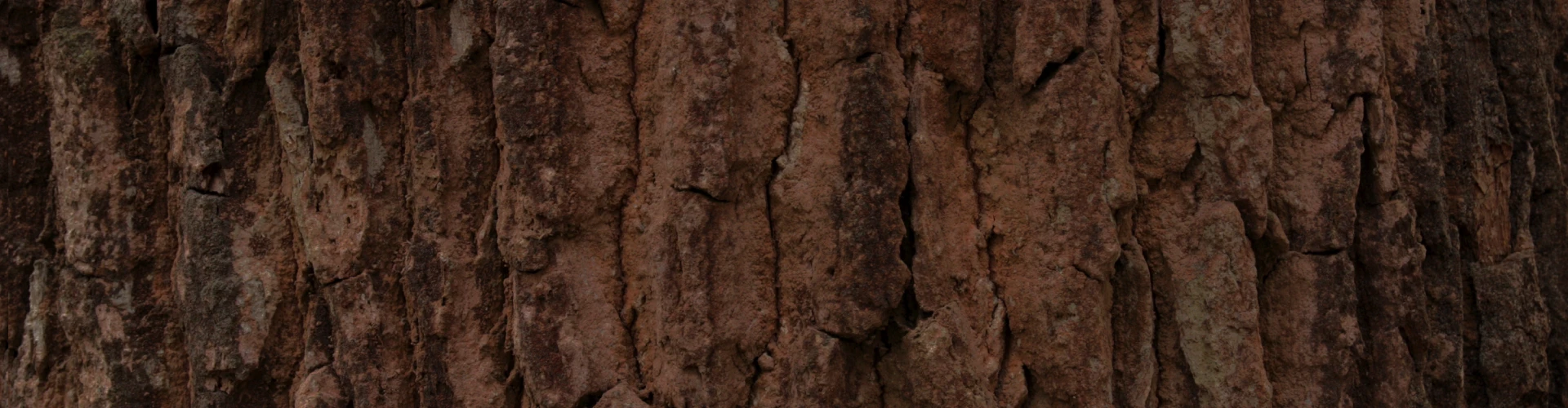 Brown bark