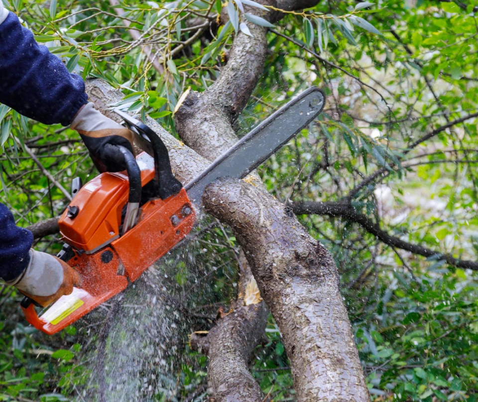 Photo of Lee Friend's Tree Service Inc