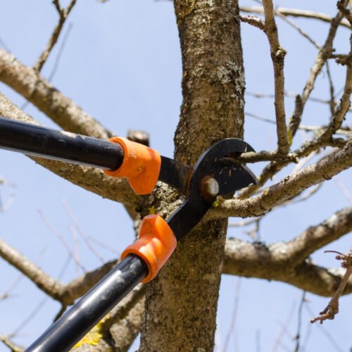 Fruit tree cut trim prune with two handle clippers buford ga