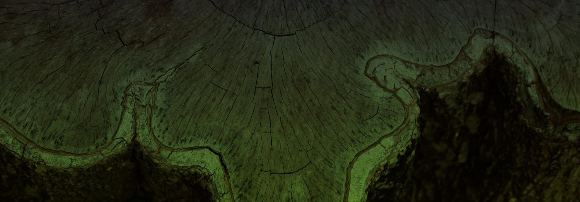 Top view of tree stump buford ga