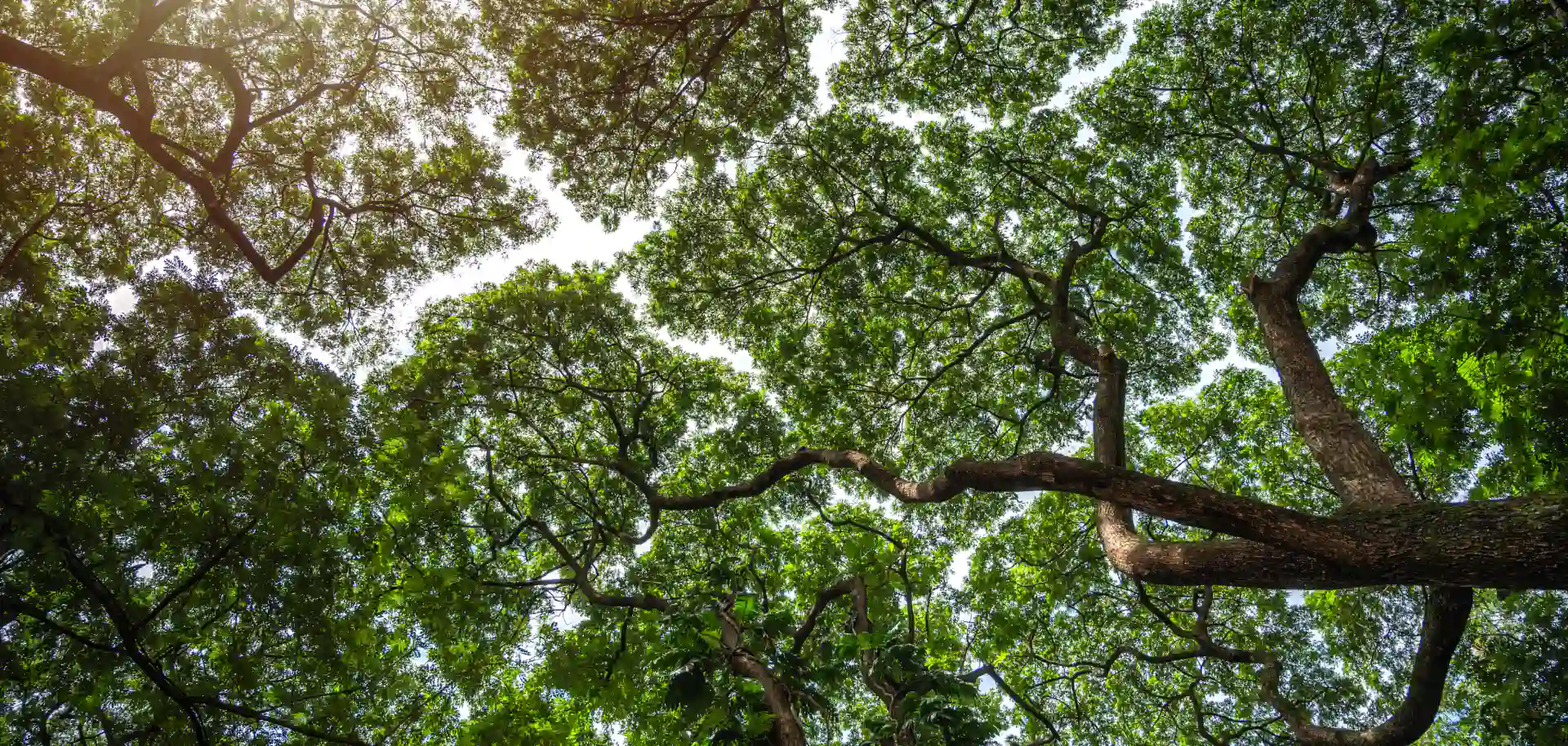 Photo of Tree Surgeon Atlanta, LLC