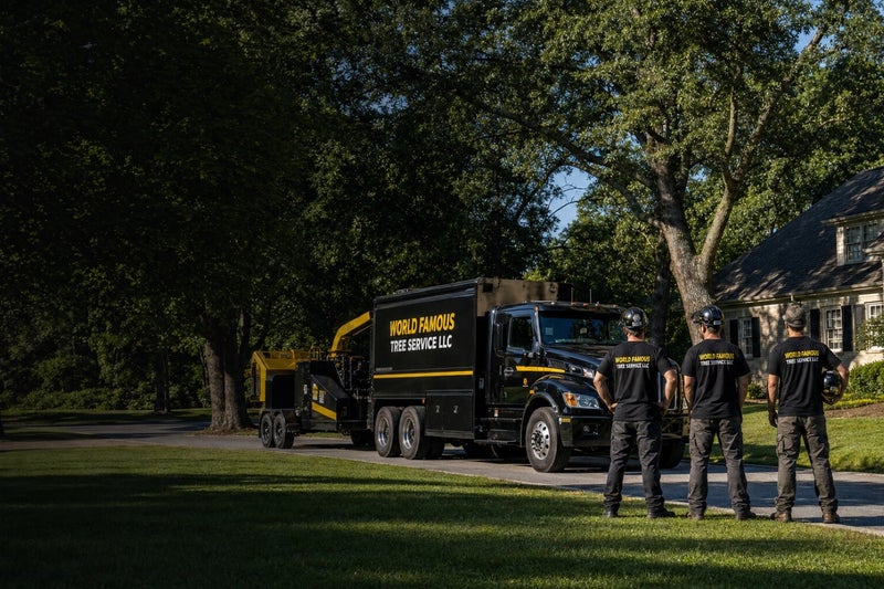 Tree service hero v4 high