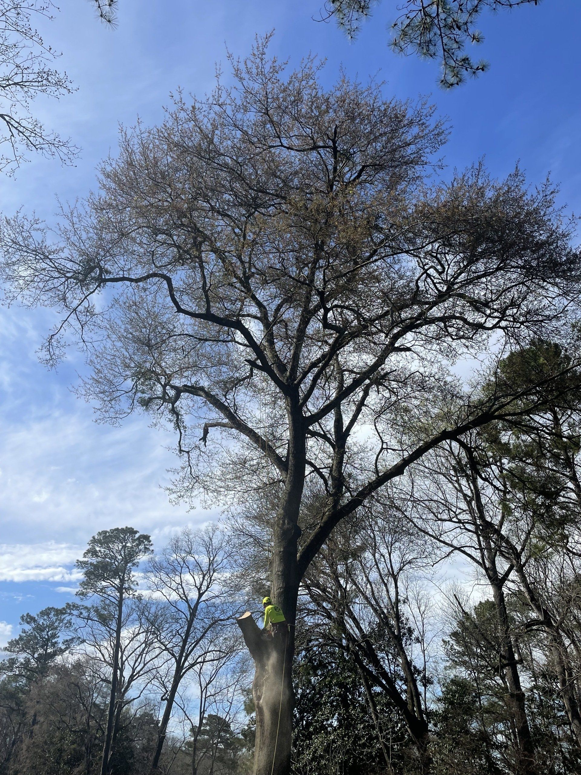 Photo of YS Tree Service LLC