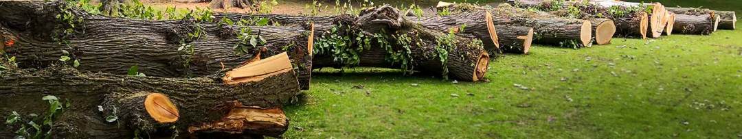 Downed Trees