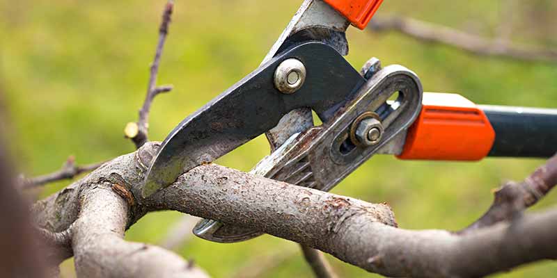 Pruning Home