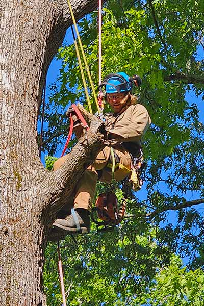 Tree Cutting