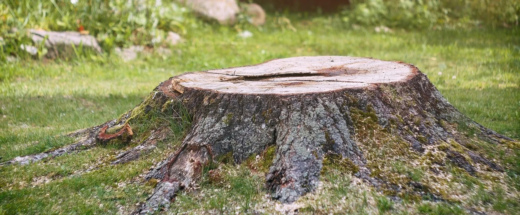 Photo of Tip Top Tree Service