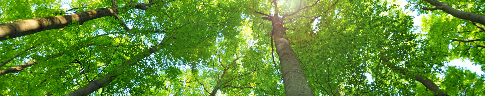 Photo of VMG Tree Care