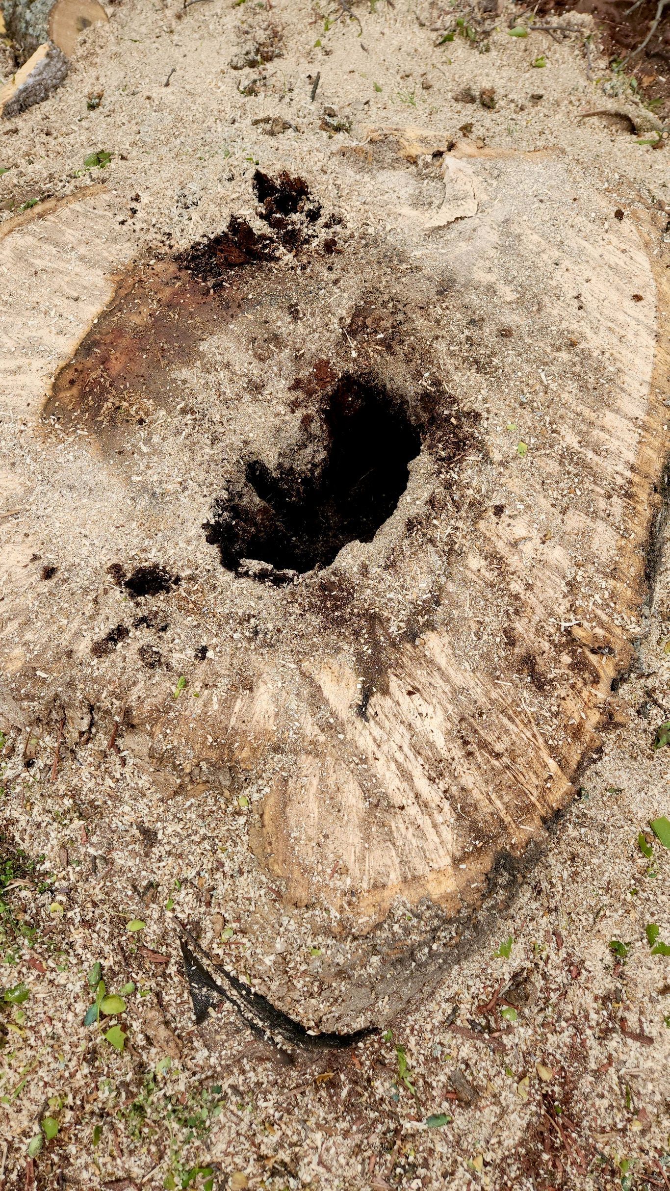 Photo of Owl Tree Experts, LLC