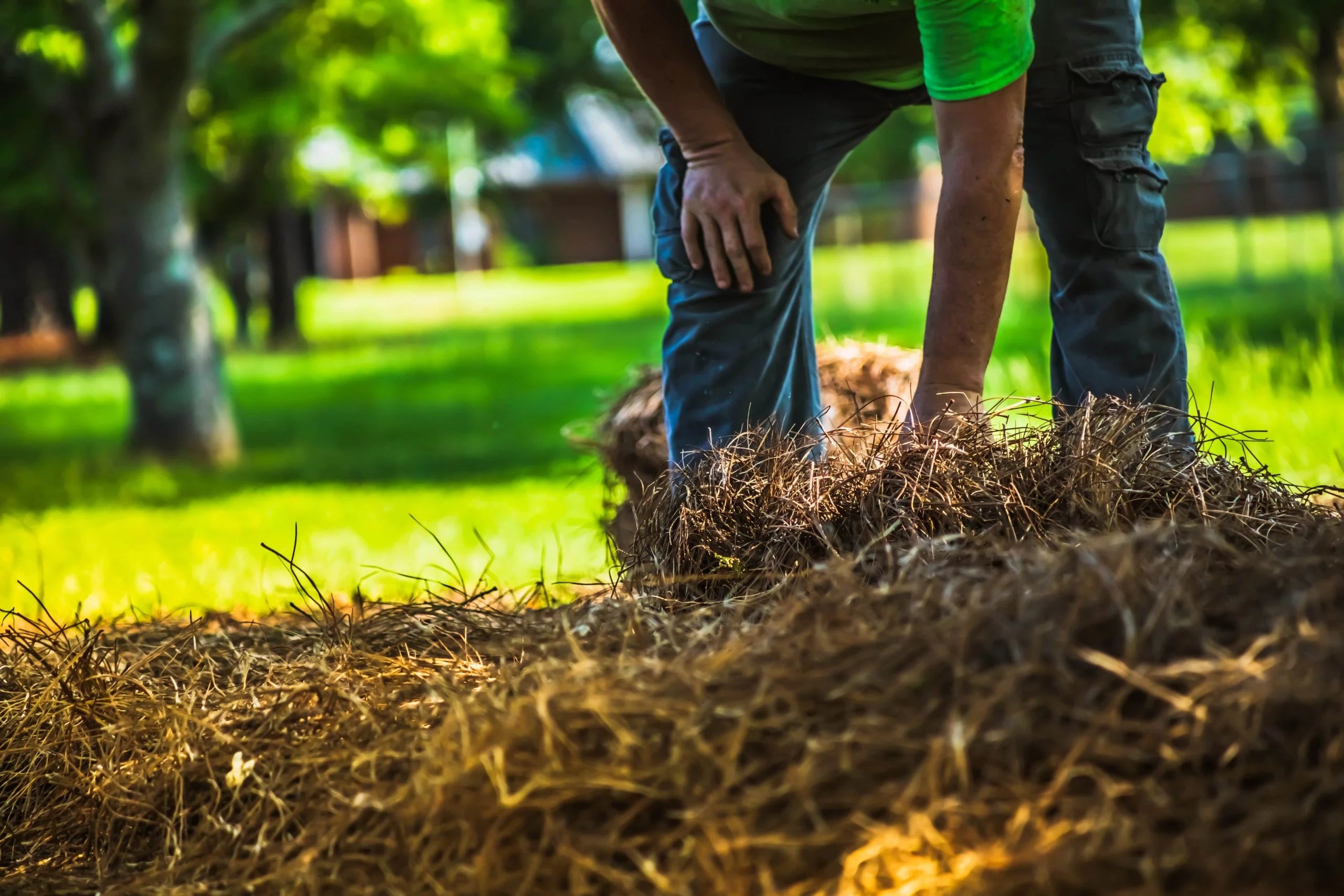 Pine straw mulch min