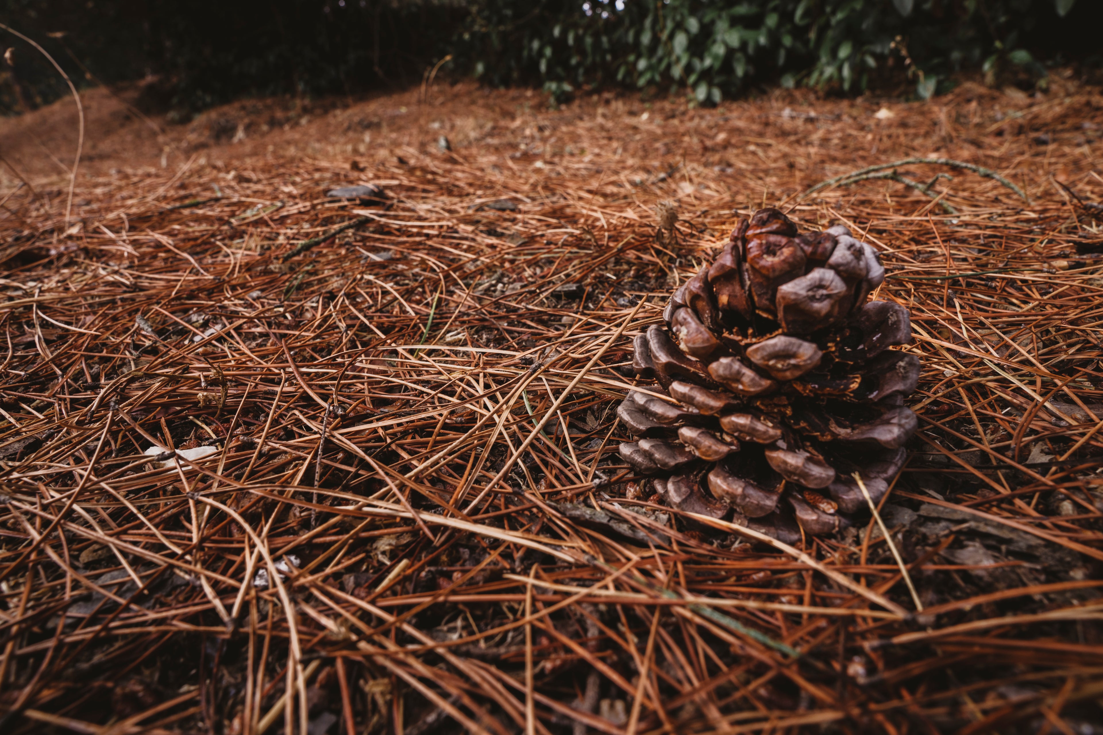 Pine cone ground