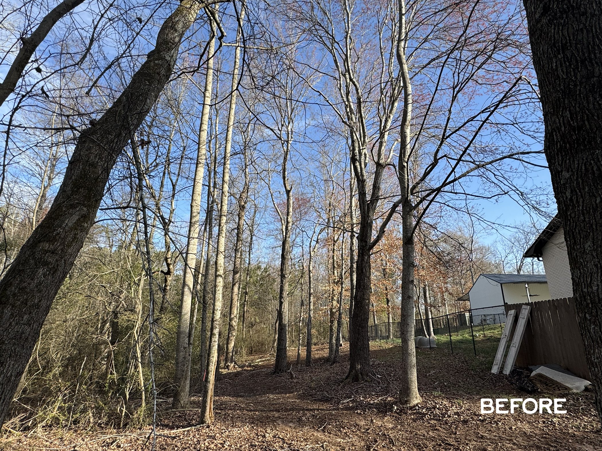 Before cleared yard