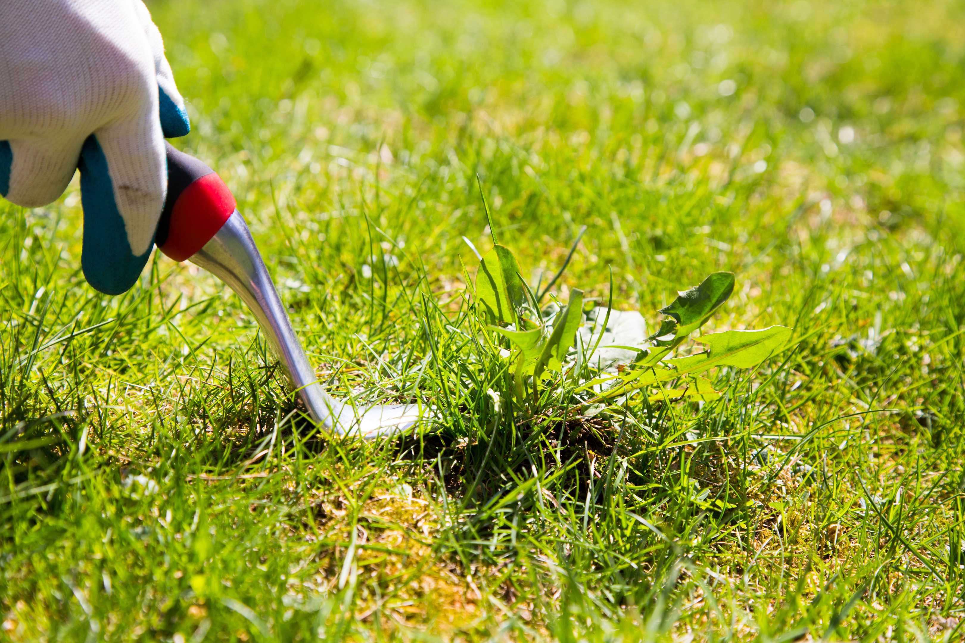 Photo of Los Hill’s Lawn Care & Landscape