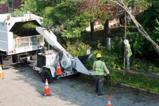 Tree service atlanta