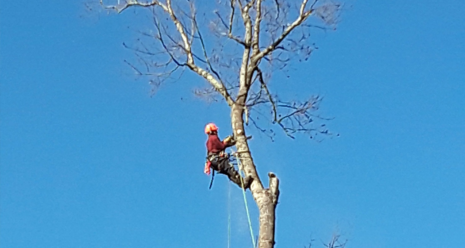 U Savemore tree service Tree Trimming Pruning