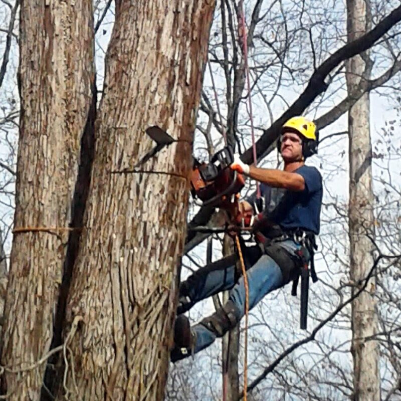 U Savemore tree service Tree Trimming Pruning circle