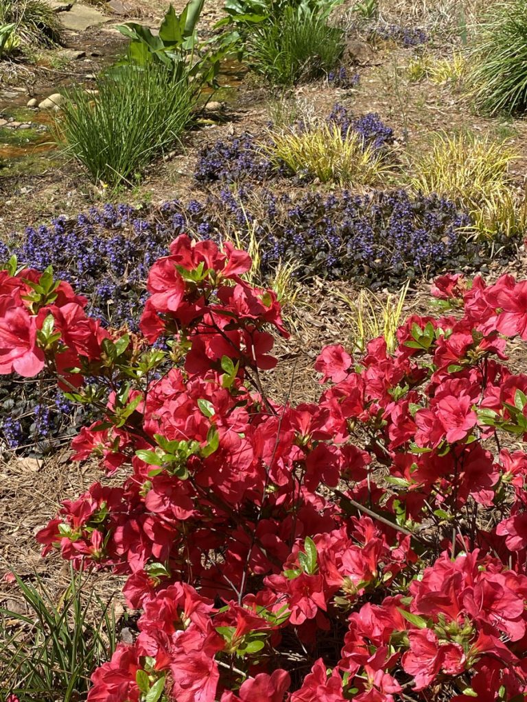Ajuga azalea 1200px