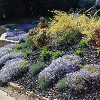 Year later stone wall and herb garden 1200px