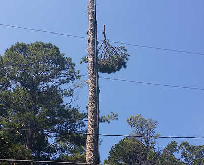 Duncans%20tree%20trimming%201 JPG