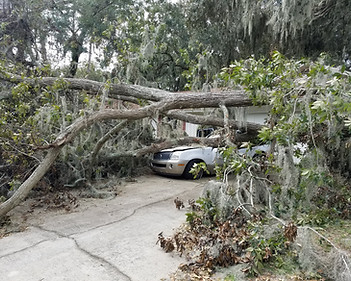 Duncans%20tree%20removal%202 JPG