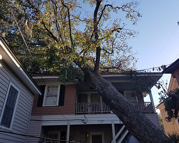 Duncans%20tree%20removal%203 JPG