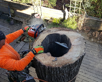 Duncans%20tree%20trimming%202 JPG
