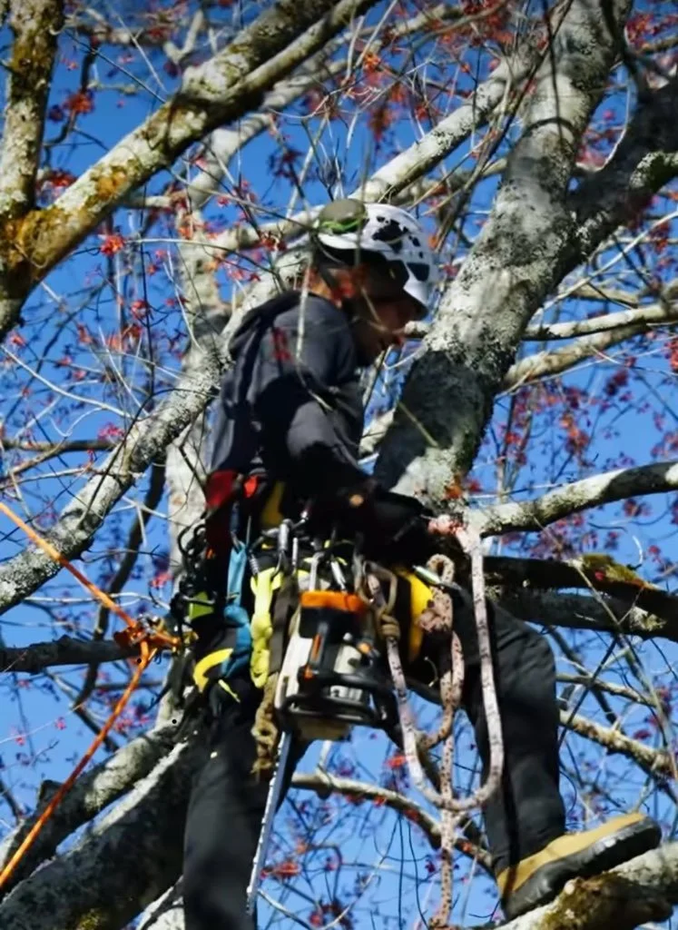 Oak Rangers Tree Service LLC tree service work