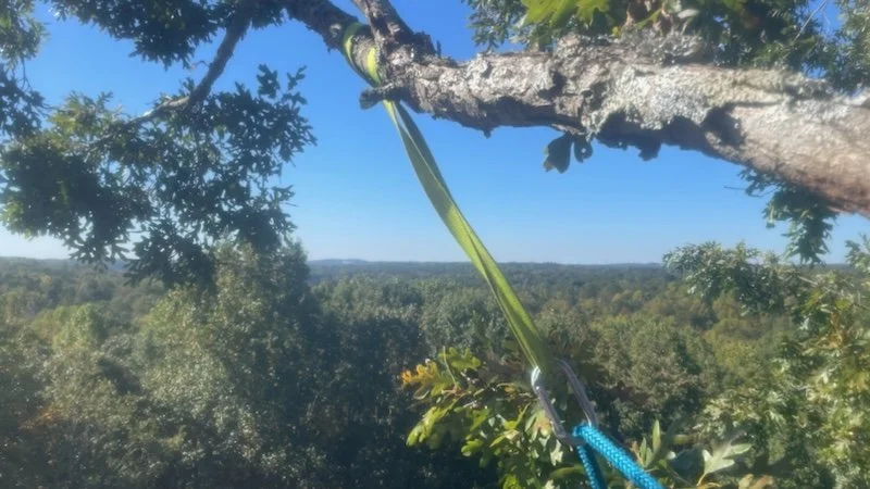 Oak Rangers Tree Service LLC tree service work