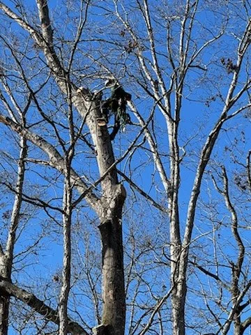 Oak Rangers Tree Service LLC tree service work