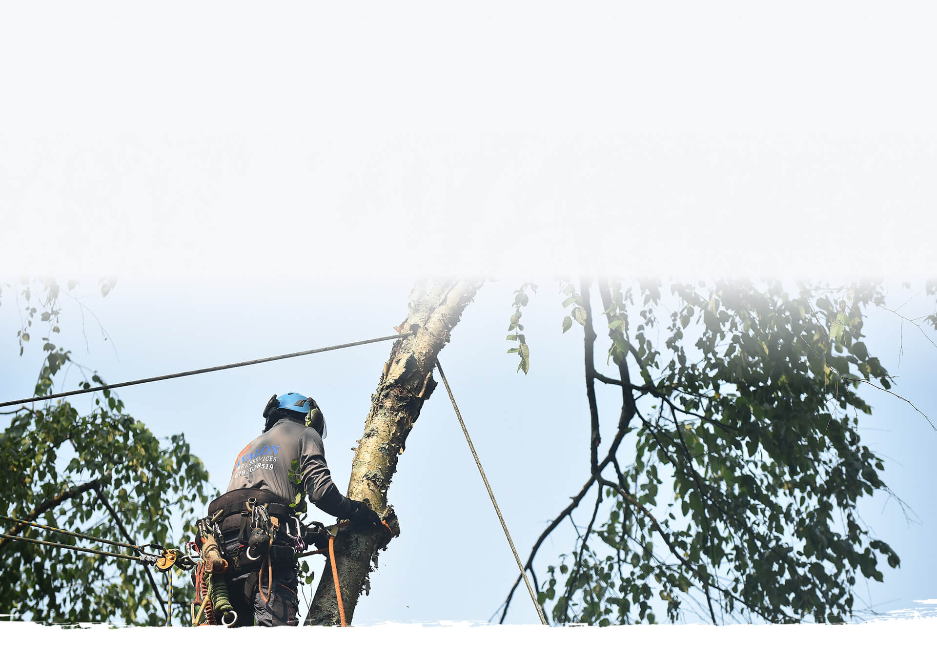 AVALON TREE SERVICES LLC. tree service work