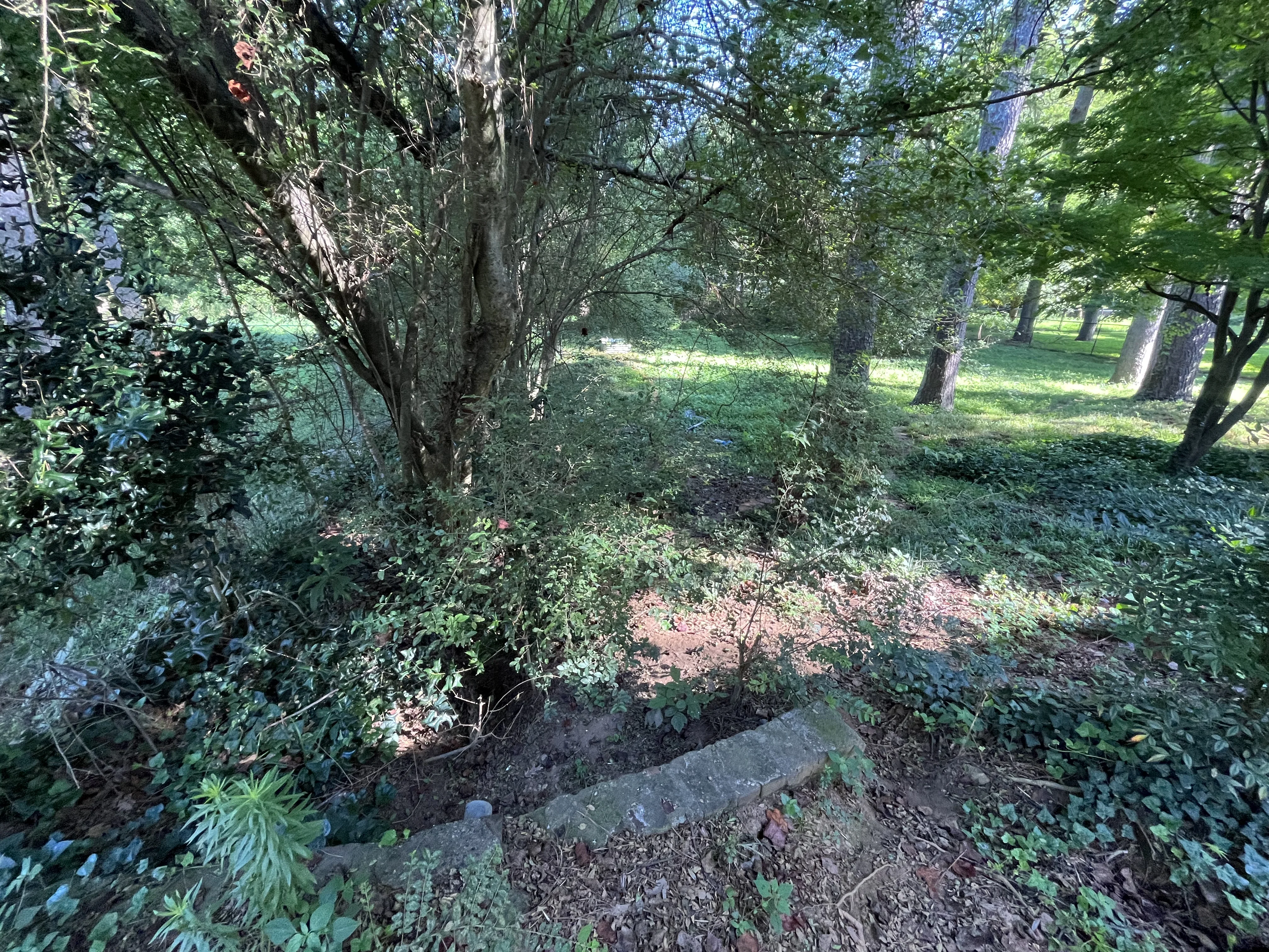 Outdoor Landscape Transformation tree service work